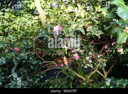 Camellia hiemalis 'Kanjiro' - Wilhelma Zoo - Stuttgart, Germany - DSC01904