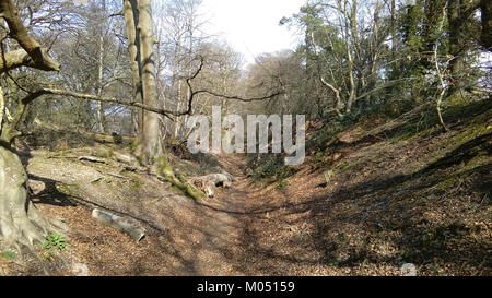 Walk Buckland Rings The Buckland Rings are an ancient prehistoric hillfort located in the ...