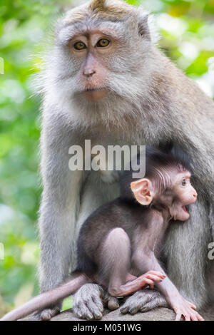 Closeup adult female monkey and it1s cute anxious baby. Animals behavior in wild nature. Bali, Indonesia Stock Photo