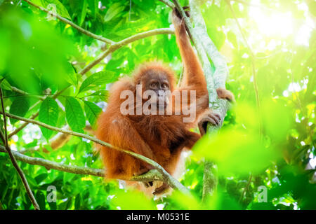 Animals in wild. Orangutan cute baby in tropical rainforest relaxing on trees and looks around against green jungles and shining sun on background. En Stock Photo