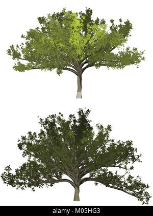 set of 2 green ficus vectors Stock Vector