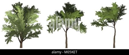 set of 3 painted green robinia trees vectors Stock Vector