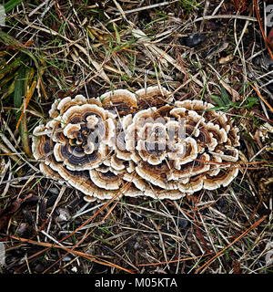 Conroe TX USA - Dec. 19, 2017  -  Mushroom of the forest floor in the woods on a winter day. Stock Photo
