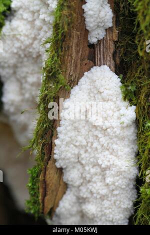 Tapioca slime mold, Brefeldia maxima