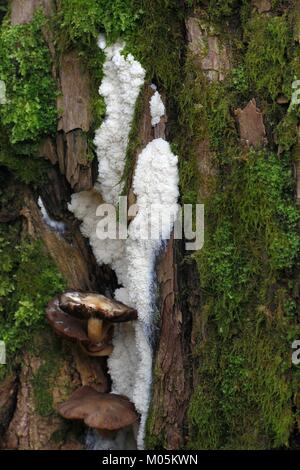 Tapioca slime mold, Brefeldia maxima