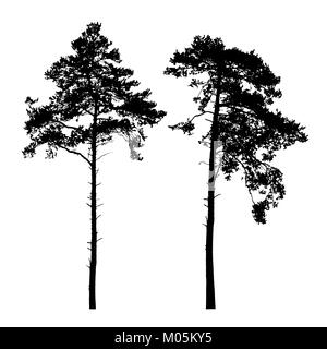Set of vector silhouettes of high coniferous trees isolated on white background Stock Vector