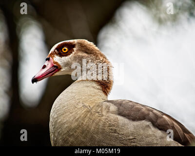 The Woodlands TX USA - Jan. 9, 2018  -  Egyptian Goose.  One of 3 flocks in the US in North Houston Stock Photo