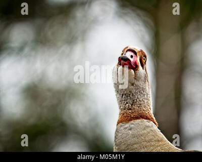 The Woodlands TX USA - Jan. 9, 2018  -  Egyptian Goose.  One of 3 flocks in the US in North Houston Stock Photo