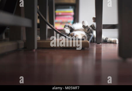 cat playing on floor on its back Stock Photo