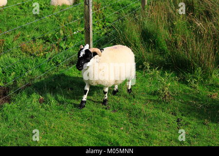 Schottisches Schwarzkopf Schaf bei Achnabat am Loch Duntelchaig in den schottischen Highlands Stock Photo
