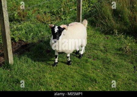 Schottisches Schwarzkopf Schaf bei Achnabat am Loch Duntelchaig in den schottischen Highlands Stock Photo