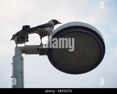 Two crows stand on a street lamp in the evening time with the sky background. Stock Photo