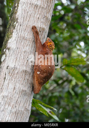 Sunda Flying Lemur (Galeopterus variegatus), Sukau Kinabatangan, Borneo, Sabah, Malaysia Stock Photo