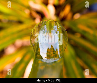 Soap bubbles on a plant leaf reflecting images in the sun Stock Photo
