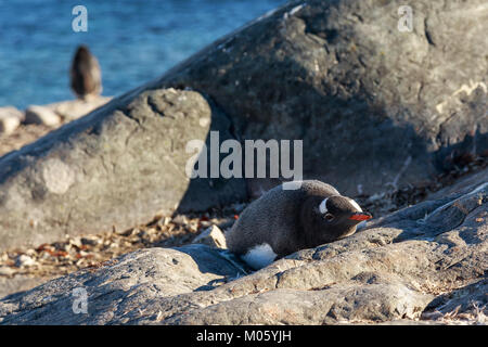 Lonely gentoo penguin sunbathing on the stones, Cuverville Island, Antarctic Stock Photo