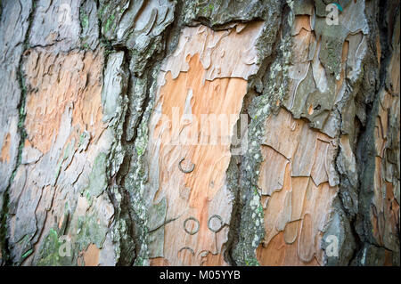 Full frame close up of the textured bark of an old-growth pine tropical pine tree with exposed skin Stock Photo