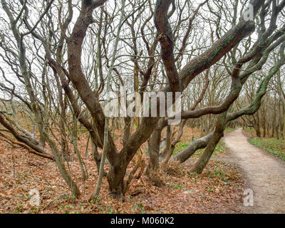 coastal forest scenery with knaggy trees near Domburg in Zeeland, a province in the Netherlands at winter time Stock Photo