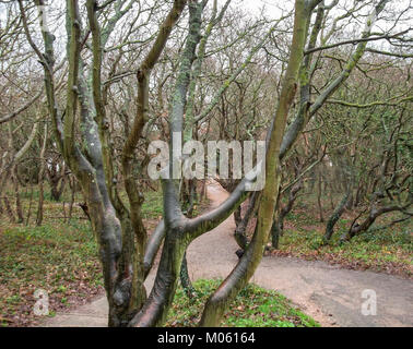 coastal forest scenery with knaggy trees near Domburg in Zeeland, a province in the Netherlands at winter time Stock Photo