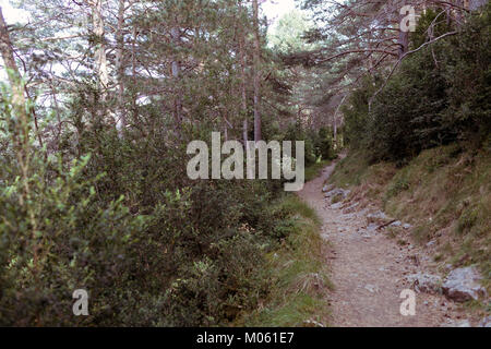 Narrow path going through forest on sunny day. Stock Photo