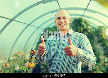 Smiling man with tomatos plant in the hothouse Stock Photo