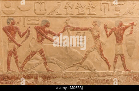 Mural depicting a cow being butchered by ancient Egyptians. Taken in a tomb on the Giza Plateau, Egypt. Stock Photo