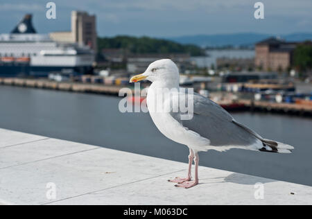 A seagull standing in the Oslo harbour Stock Photo