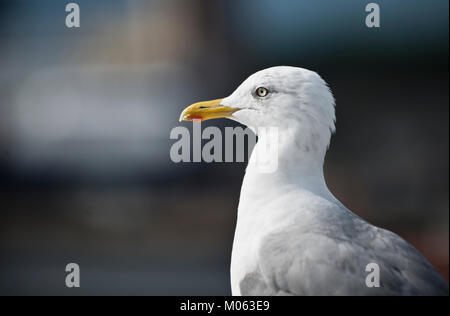 A seagull standing in the Oslo harbour Stock Photo