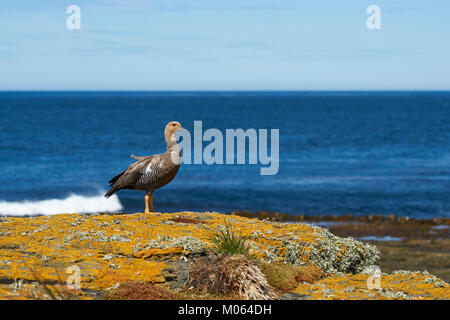 Female Upland Goose (Chloephaga picta leucoptera) on a colourful lichen covered cliff on Bleaker Island in the Falkland Islands. Stock Photo