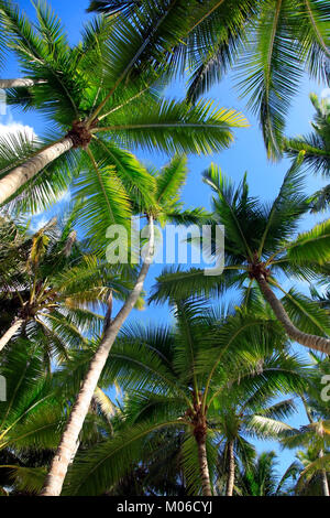 Bottom view of coconut palms. Saona island beach. Dominican Republic Stock Photo