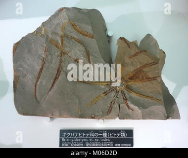 Brisingidae gen. et. sp. indet. - National Museum of Nature and Science, Tokyo - DSC06939 Stock Photo