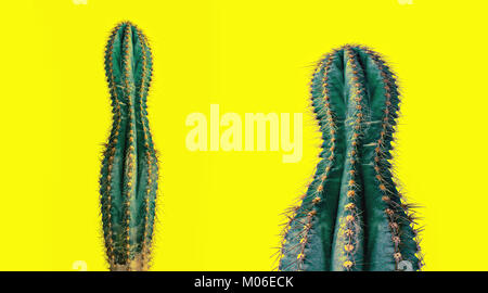 fat and slim cactus Stock Photo