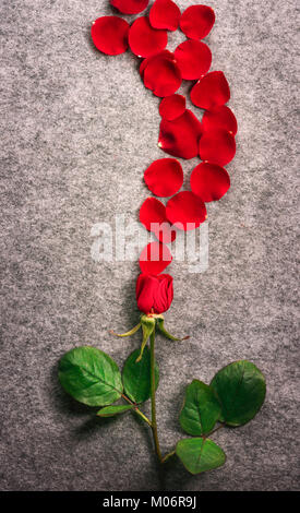 Valentine day card with a single beautiful red rose and its petals spread on a vintage fabric background in the shape of a wave. Stock Photo