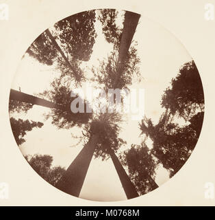 Looking up Among the Sugar Pines - Calaveras Grove MET DP136793 Stock Photo