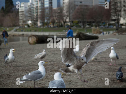 Seagulls beach open wide wings Stock Photo