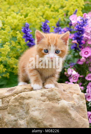 Cute young red tabby with white cat kitten with blue eyes stands on a rock in a flowery garden watching curiously Stock Photo