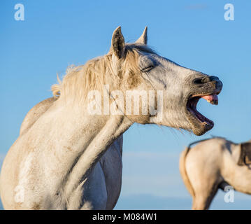 Funny portrait of a laughing horse. Camargue white horse yawning, looking like he is laughing. Close up portrait. Stock Photo