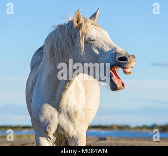 Funny portrait of a laughing horse. Camargue white horse yawning, looking like he is laughing. Close up portrait. Stock Photo