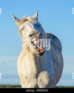 Funny portrait of a laughing horse. Camargue white horse yawning, looking like he is laughing. Close up portrait. Stock Photo