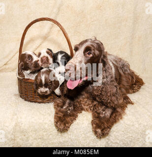 family of brown lying English Cocker Spaniel dog, puppy in basket Stock Photo