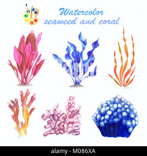 A set of watercolor images of seaweed on a white background. A ...