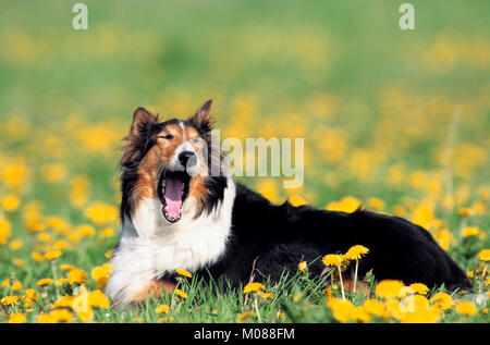 Rough Collie lying in blooming dandelion meadow | Collie liegt in in blühender Löwenzahnwiese Stock Photo