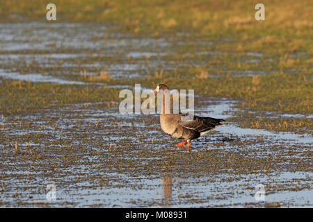 Adult Greenland White Fronted Goose at Slimbridge WWT reserve UK Stock Photo