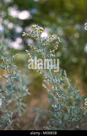 Artemisia absinthium Stock Photo