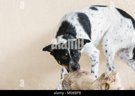 Black and white dog chewing on a very big and large bovine bone Stock Photo