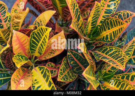 Croton (Codiaeum variegatum) plants with colorful leaves in tropical garden. Stock Photo