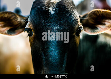 rathi cow image clipart