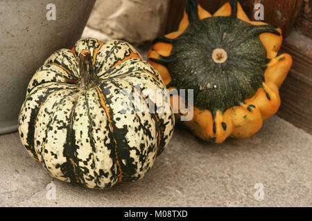 Beautiful Decorative Colorful Pumpkins Of Different Shapes And Sizes At 