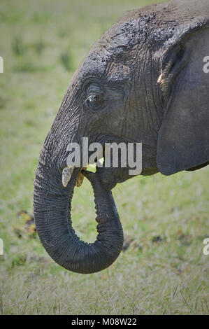 Profile of African Elephant (Loxodonta africana) using trunk to feed itself grass. Amboseli. Kenya. Stock Photo