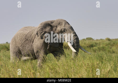 Big male elephant with long trunk close up in Etosha National Park,  Namibia, South Africa Stock Photo - Alamy