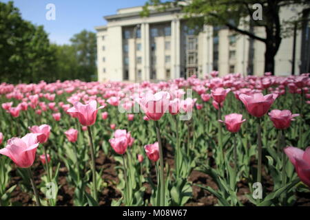 many of tulips in front of the building Close to tilt shot Stock Photo